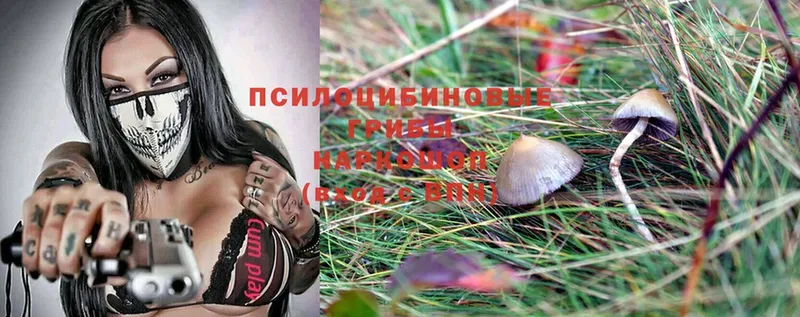 Галлюциногенные грибы Cubensis  дарнет шоп  Лодейное Поле 